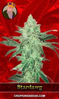 Stardawg Feminized