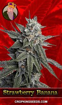 Strawberry Banana Feminized