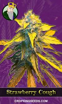 Strawberry Cough Autoflowering