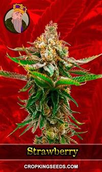 Strawberry Feminized
