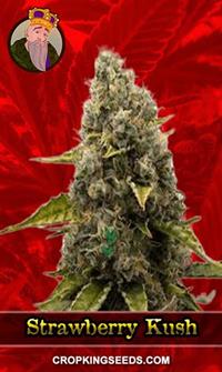 Strawberry Kush Feminized