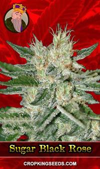 Sugar Black Rose Feminized
