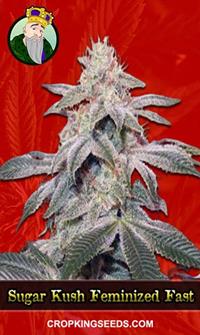 Sugar Kush Feminized Fast Version