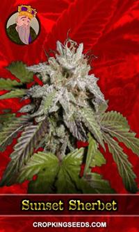 Sunset Sherbet Feminized