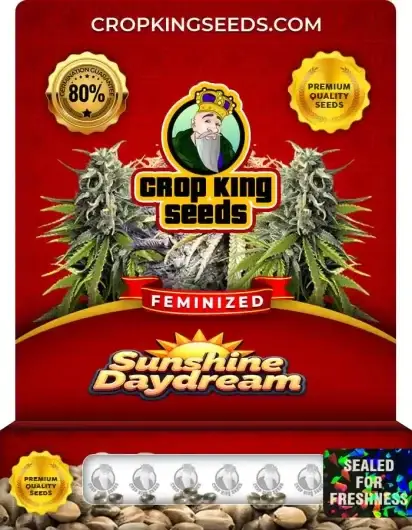 Sunshine Daydream Feminized