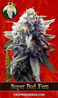 Super Bud Feminized
