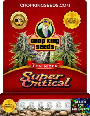 Super Critical Feminized