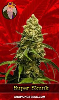 Super Skunk Feminized
