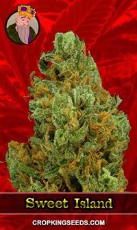 Sweet Island Feminized