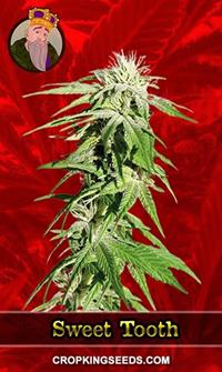 Sweet Tooth Feminized