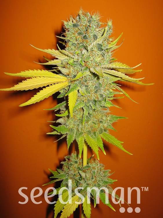 california-orange-image