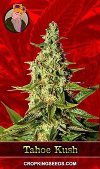 Tahoe Kush Feminized
