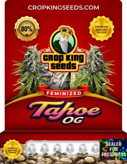 Tahoe OG Feminized