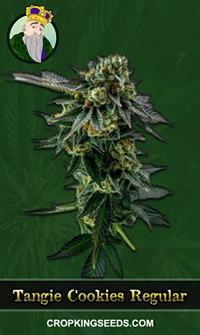 Tangie Cookies Regular