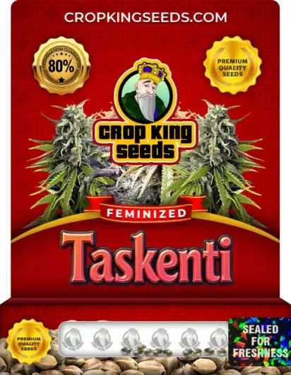 Taskenti Feminized