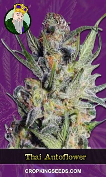 thai-autoflowering-image