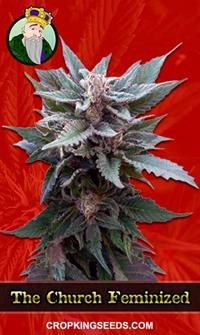 The Church Feminized