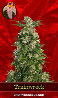 Trainwreck Feminized