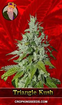 Triangle Kush Feminized