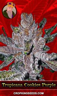 Tropicana Cookies Purple Feminized
