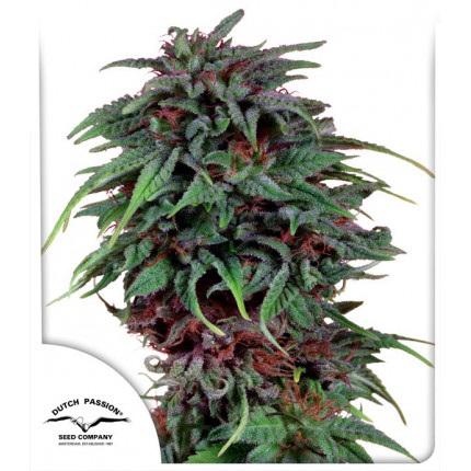durban-poison-image
