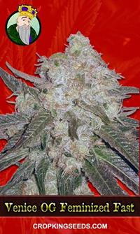 Venice OG Feminized Fast Version