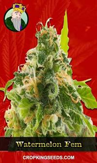 Watermelon Feminized