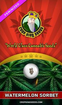 Watermelon Sorbet Feminized