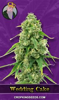 Wedding Cake Autoflowering