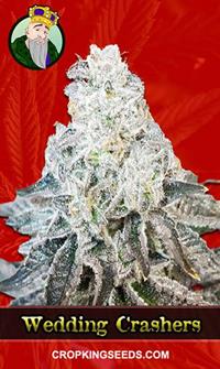 Wedding Crasher Feminized