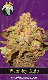 Wembley Autoflowering