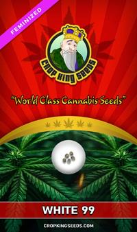 White 99 Feminized