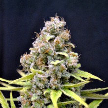 cbd-sharkshock-image