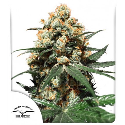 orange-hill-special-image