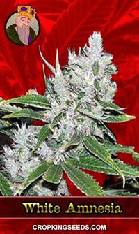 White Amnesia Feminized
