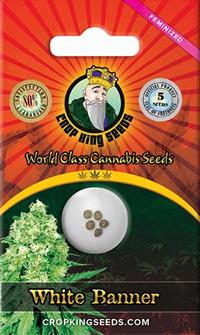 White Banner Feminized