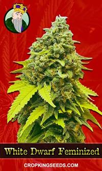 White Dwarf Feminized