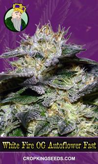 White Fire OG Fast Version