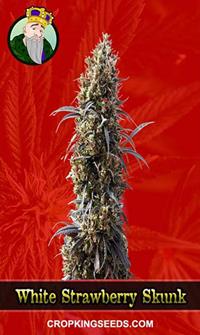 White Strawberry Skunk Feminized