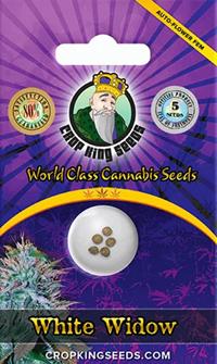 White Widow Autoflowering