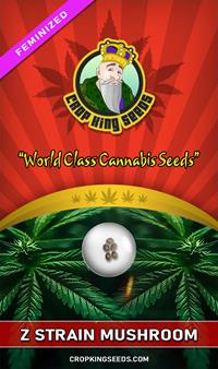 Z Mushroom Feminized