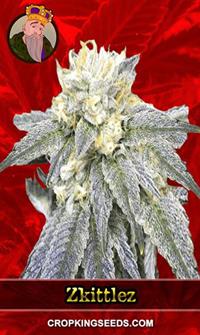 Zkittlez Feminized
