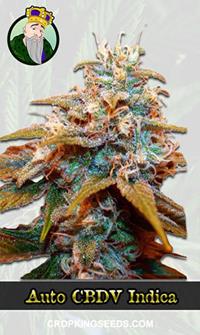 Autoflower CBDV Indica