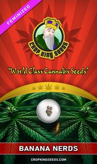 Banana Nerds Feminized