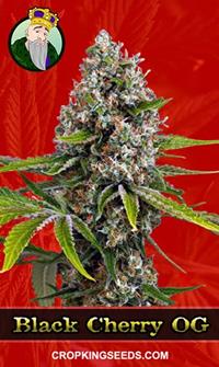 Black Cherry OG Feminized