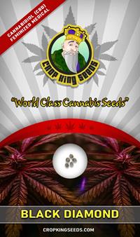 Black Diamond CBD