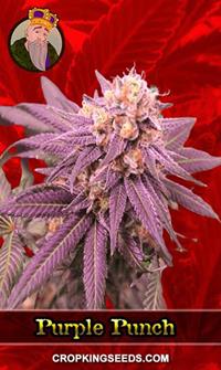 Purple Punch Feminized