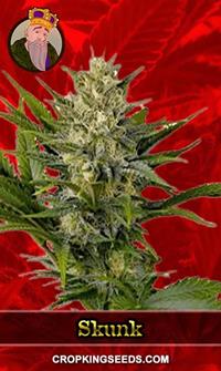 Skunk Feminized
