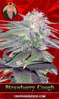 Strawberry Cough Feminized
