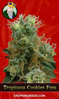Tropicana Cookies Feminized